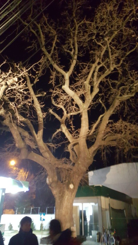 Tur de noapte - Stejarul de pe Horei